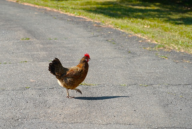 Chicken Road