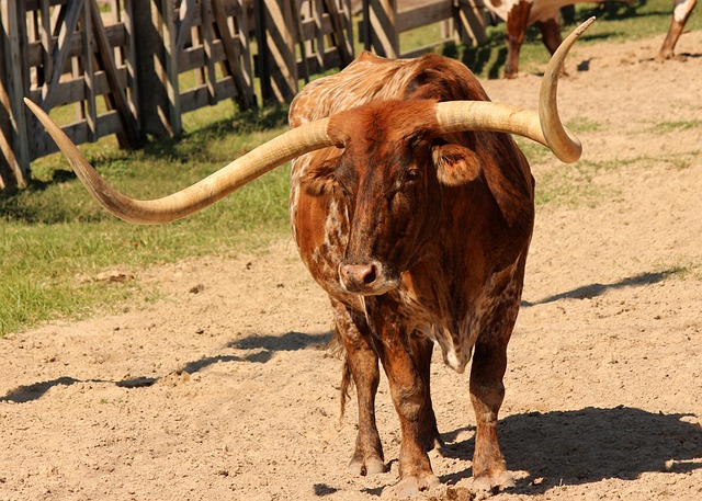 Longhorn Bull